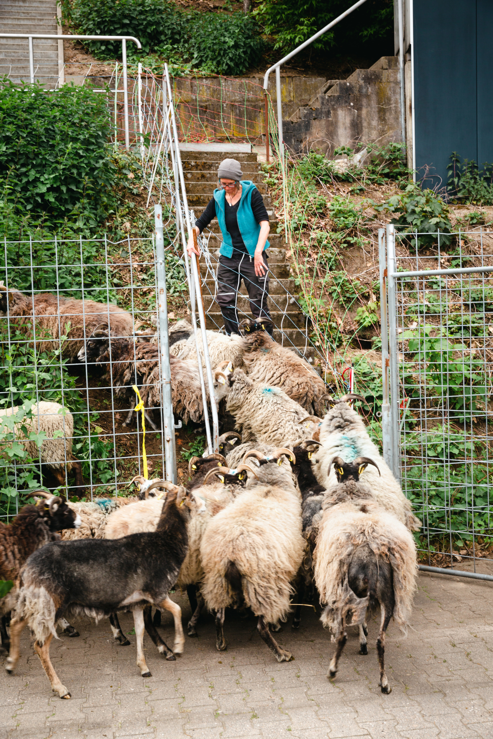 Schafe laufen durch das geöffnete Tor zur Beweidungsfläche