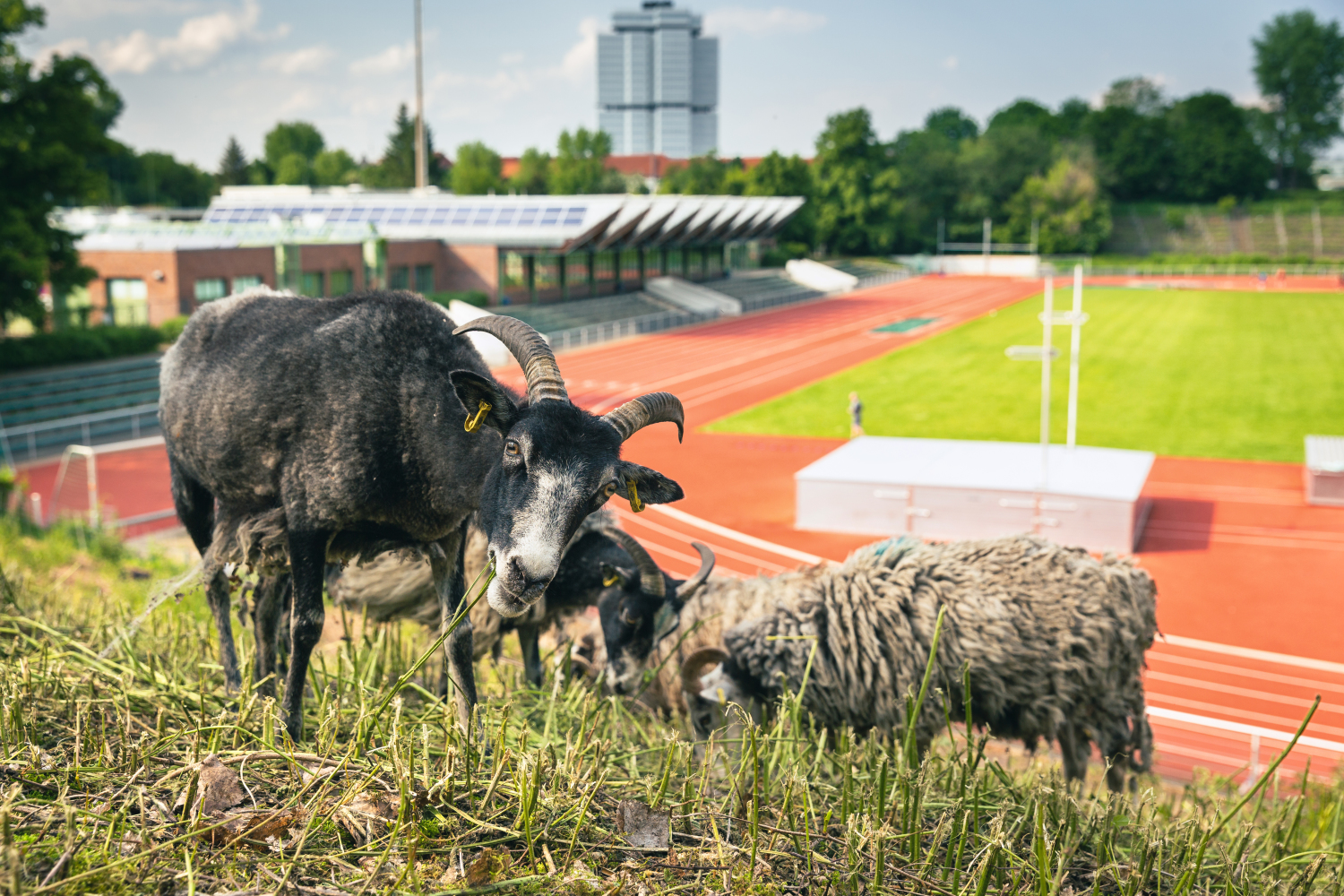 im Vordergrund drei fressende Schafe, im Hintergrund das Stadion Wilmersdorf 