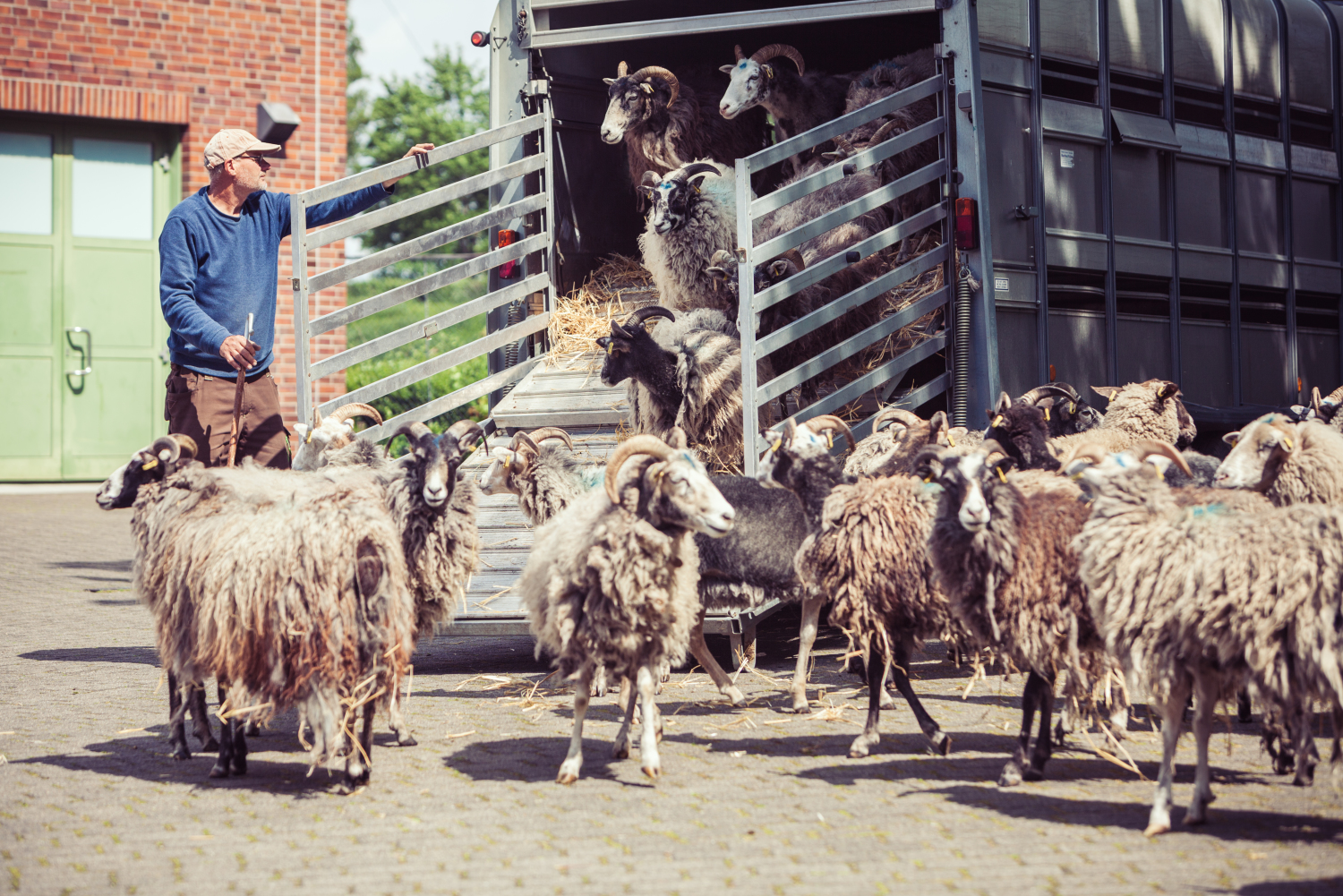 Schafe verlassen den Anhänger unter Aufsicht des Schafhalters