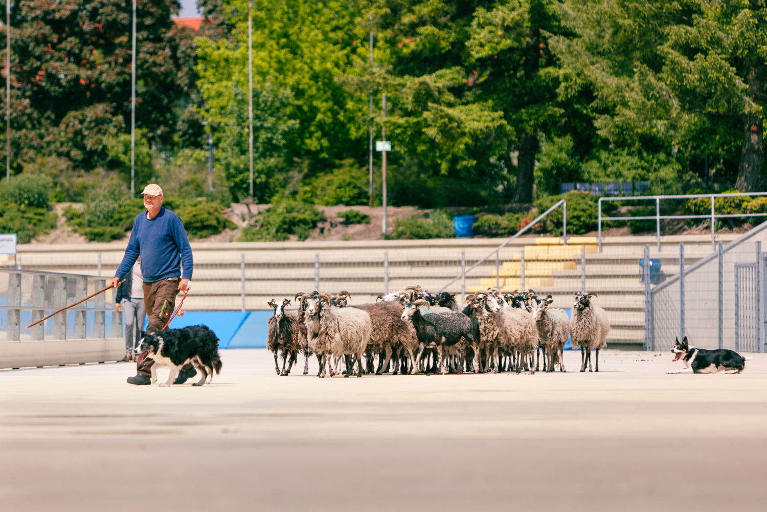 Schafe folgen dem Schafhalter und den Hütehunden im Horst-Dohm-Eisstadion