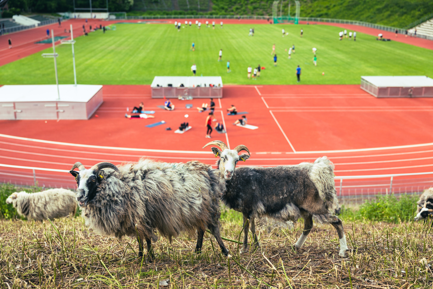Drei Schafe auf der Böschung. Im Hintergrund werden verschiedene Sportarten im Stadion Wilmersdorf ausgeübt.