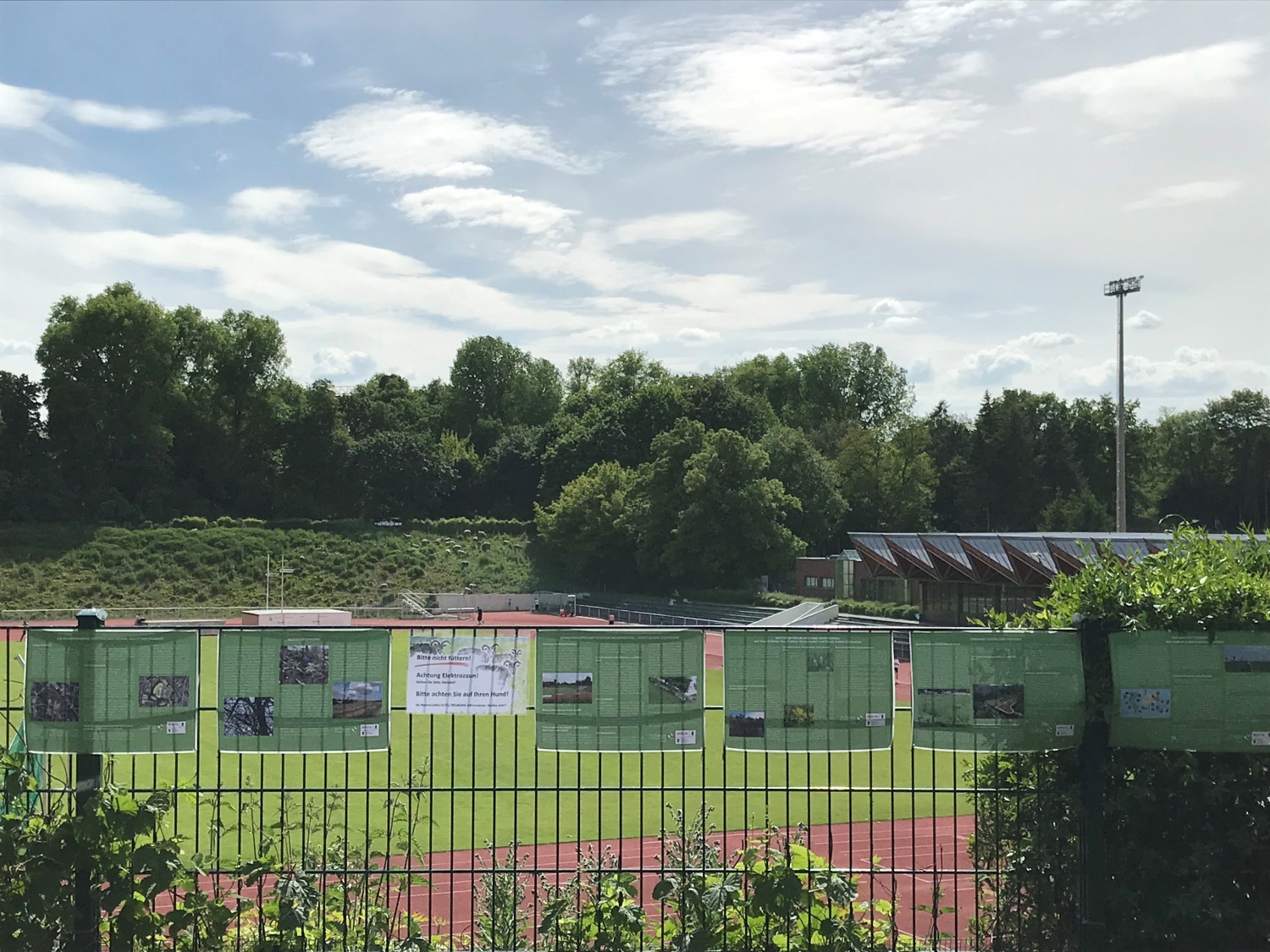 Im Vordergrund befinden sich Informationsschilder zum Beweidungsprojekt, im Hintergrund grasen die Schafe in der Südkurve des Stadion Wilmersdorf