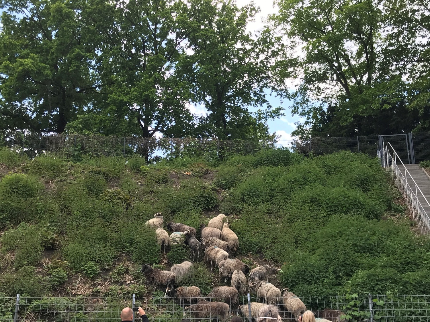 Schafe erklimmen die Böschung am Horst-Dohm-Eisstadion