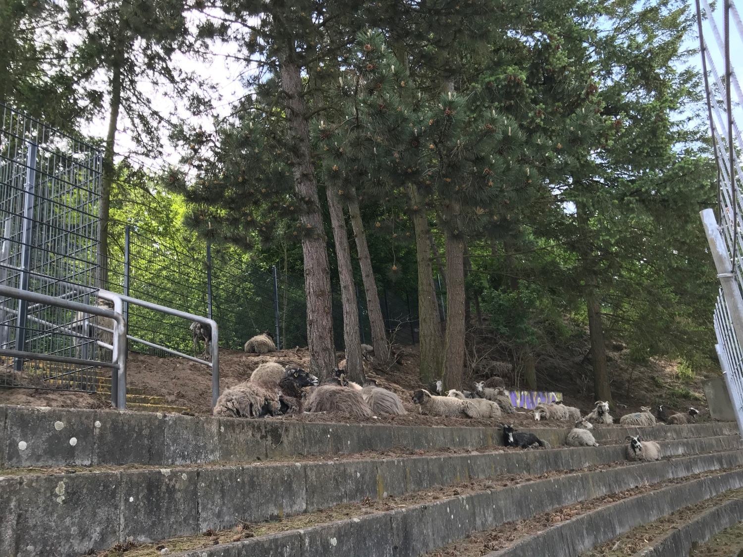 Schafe ruhen sich auf den ehemaligen Tribünen im Horst-Dohm-Eisstadion aus