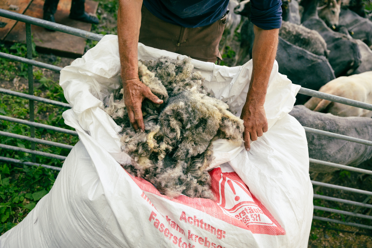 Zwei Hände greifen in einen Sack voll mit Schafwolle direkt nach dem Scheren.