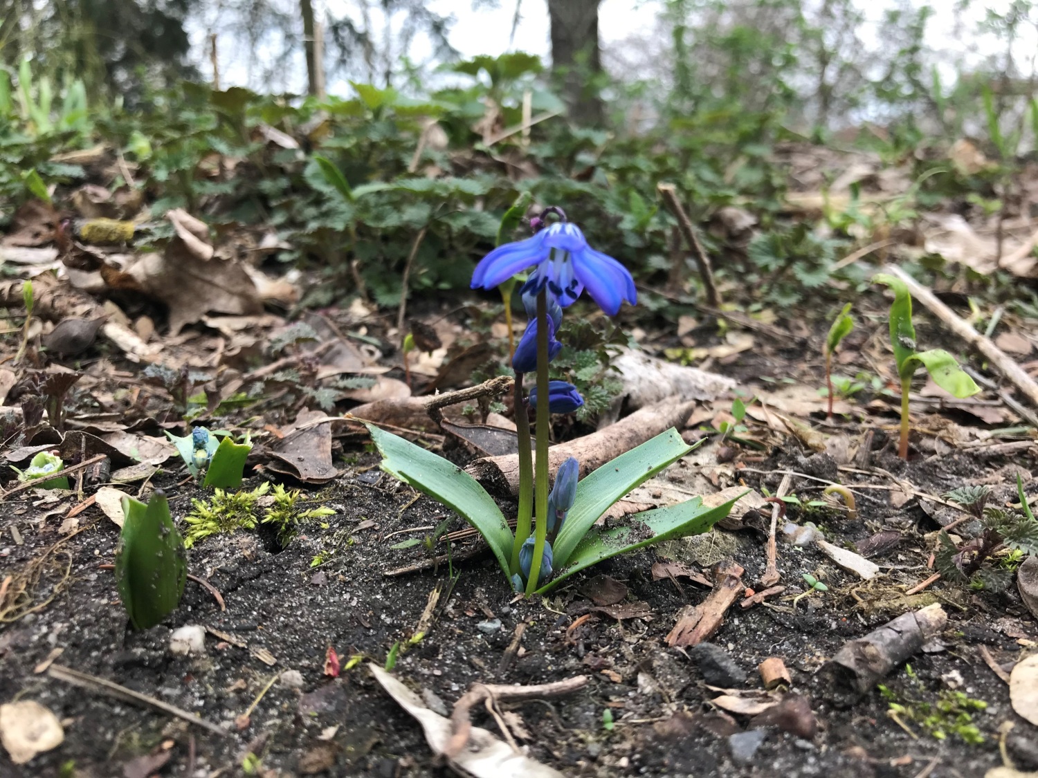 Blühender Blaustern im Frühjahr