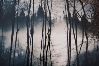 Fotografie des Sächsischen Waldes im Nebel 