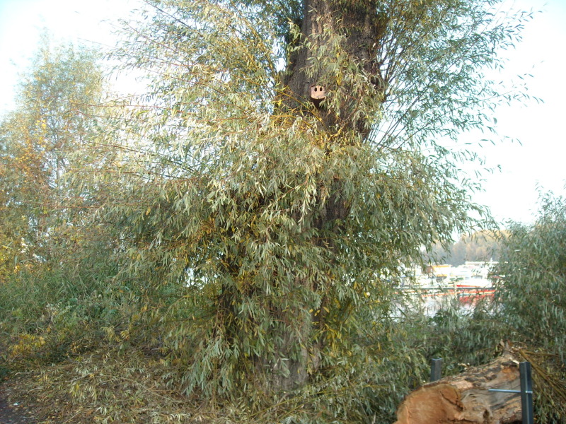ein Biotopbaum mit einem Vogelhäuschen