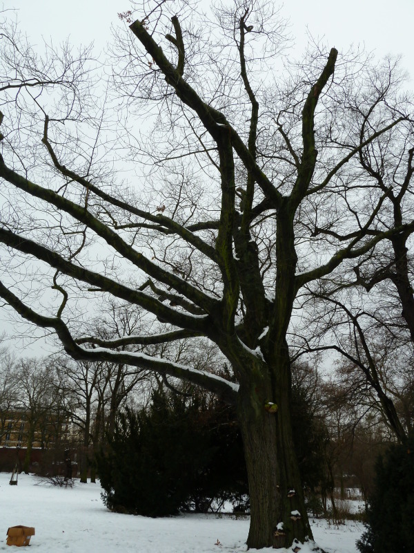 Biotopbaum mit Pilzfruchtkörpern im Viktoriapark