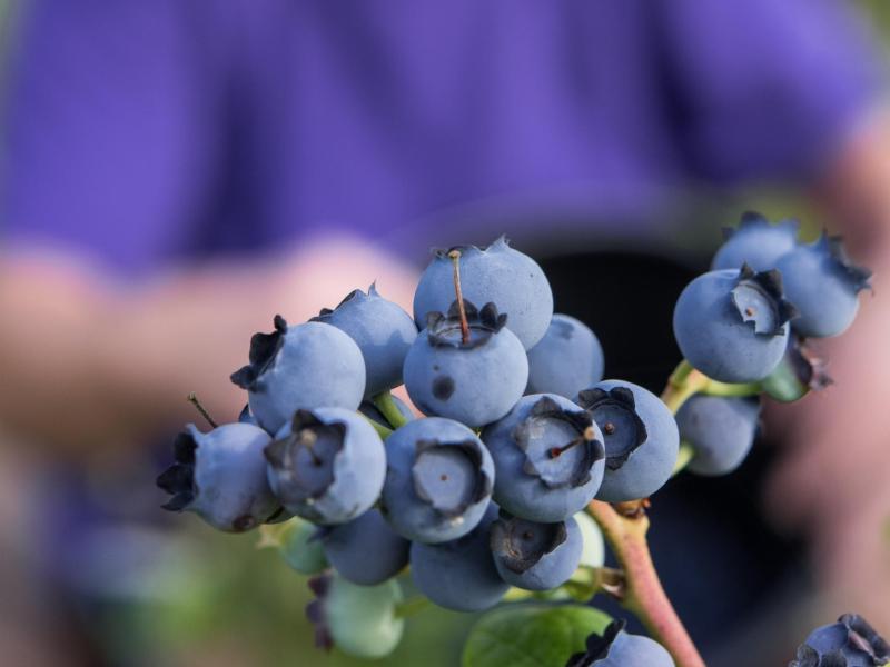 Heidelbeeren blaubeeren ernten selbstpflücker brandenburg