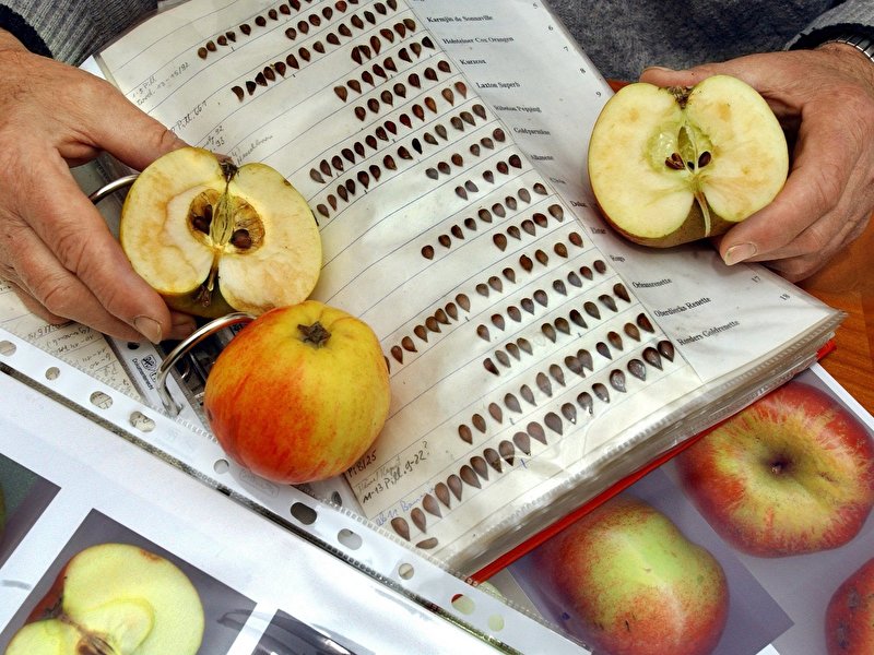 Pomologe auf der Suche nach alten Apfelsorten