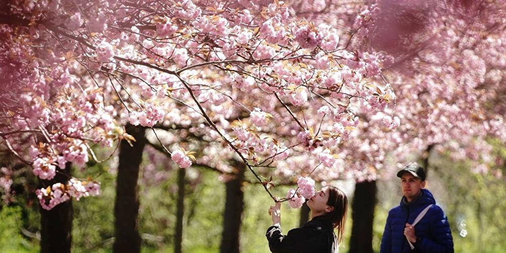Ein Zierkirschenbaum blüht in der TV-Asahi-Kirschblütenallee