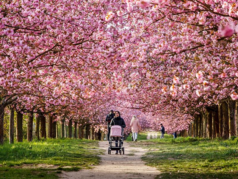 Kirschblüte in Berliner Park