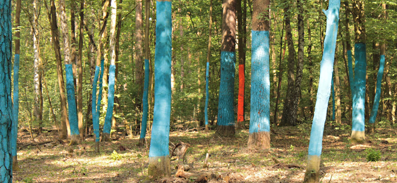 Ein Forstamt macht blau