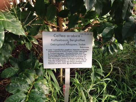 Kaffeestaude im Botanischen Garten