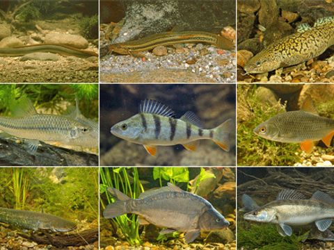 Fischarten in Berlin - v.l.n.r.: 1. Zeile: Aal, Schlammpeitzger, Quappe; 2. Zeile: Blaubandbärbling, Barsch, Plötze; 3. Zeile: Wels, Karpfen, Zander