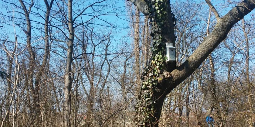 bemalter Nistkasten für Meisen an einem Baum im Volkspark Friedrichshain