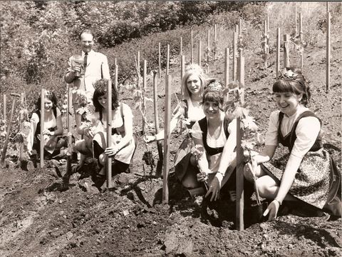 Rebanpflanzung am Teufelsberg am 19.6.1970 mit Bezirksstadtrat Hans-Joachim Schwarze und Weinköniginnen, Foto: Zellmann