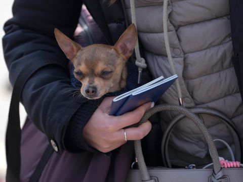 Hundehalter an der ukrainischen Grenze