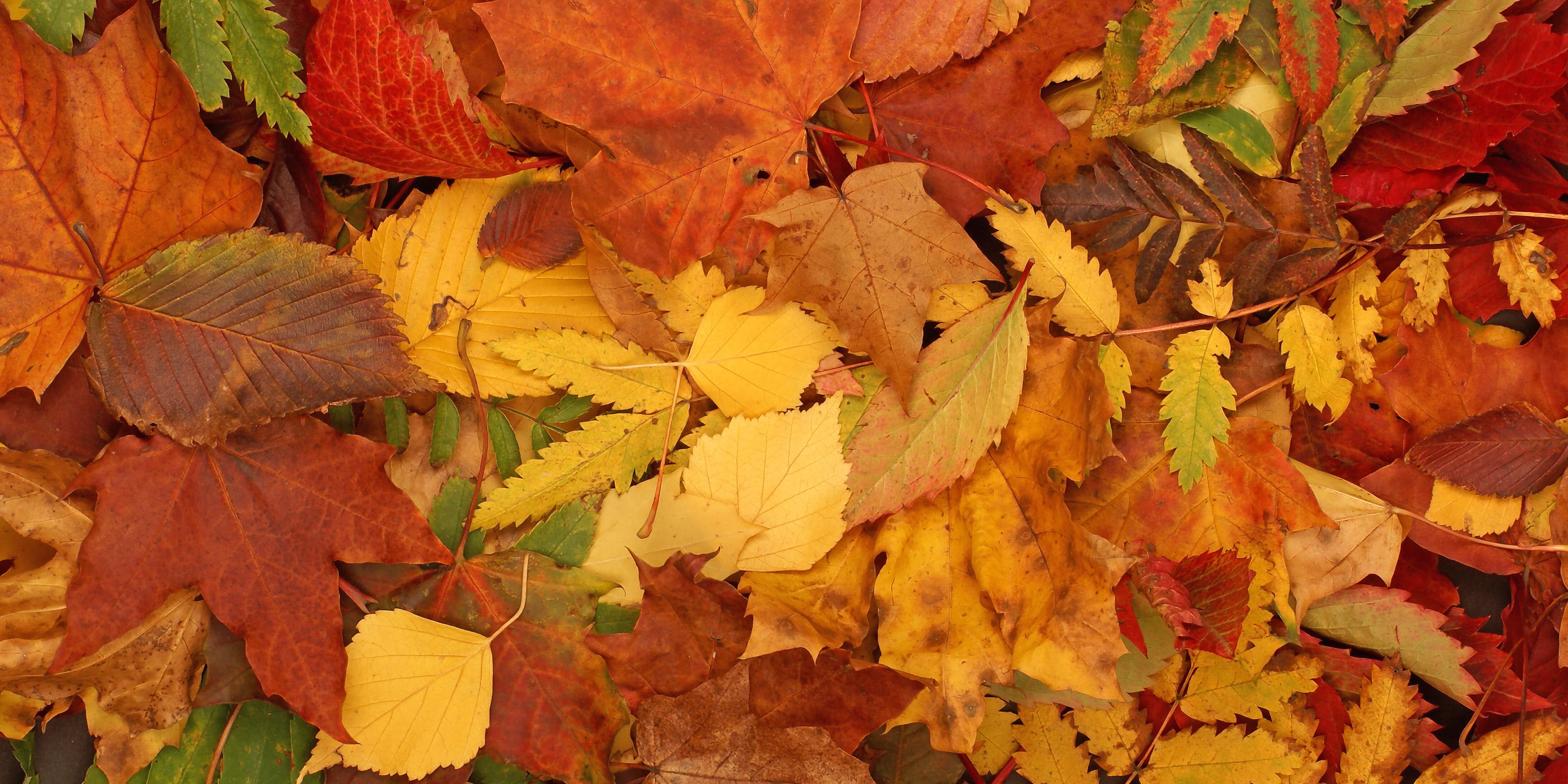 Bildvergrößerung: Bunter Herbst-Hintergrund