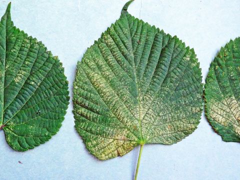 Bildvergrößerung: Lindenspinnmilben: Saugschäden an den Blättern