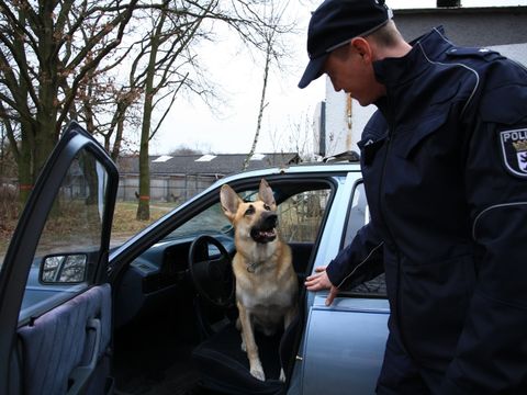 Polizeihund im Auto