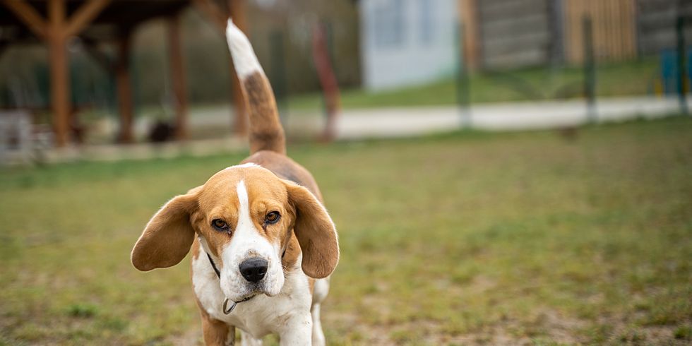 A beagle rescued from lab experimentation for veterinary products enjoys the open space of a grassy field at a Czech animal shelter. Their rescue gives them a chance for a new, safe, and happy life, and they acclimate to living outside a lab while waiting to be adopted. Czechia, 2023. Lukas Vincour / Zvirata Nejime / We Animals Media
