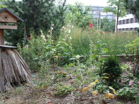 Robert-Jungk-Oberschule: Pflanzen im Schulgarten
