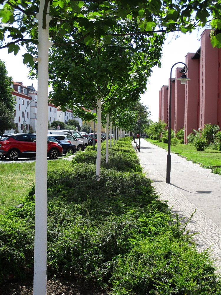 Bildvergrößerung: Neu gepflanzte Bäume entlang der Fritz-Reuter-Allee, Mai 2019