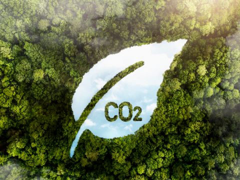 CO2 Wald Klimaschutz