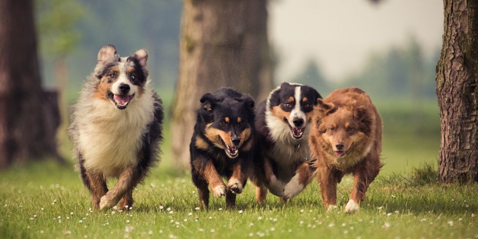 Vier Hunde auf einer Wiese