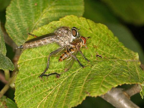 Bildvergrößerung: Ein Weibchen von Tolmerus atricapillus hat Episyrphus balteatus (Schwebfliege) erbeutet.
