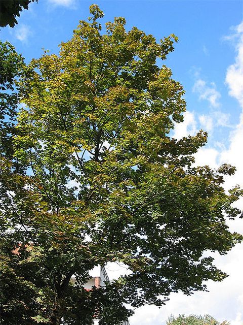 Maple with moderate crown damage 