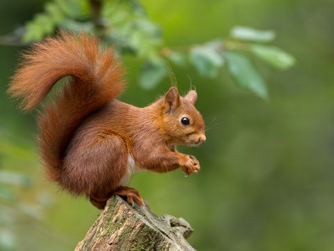 Eichhörnchen sitzt auf einem Baumstumpf