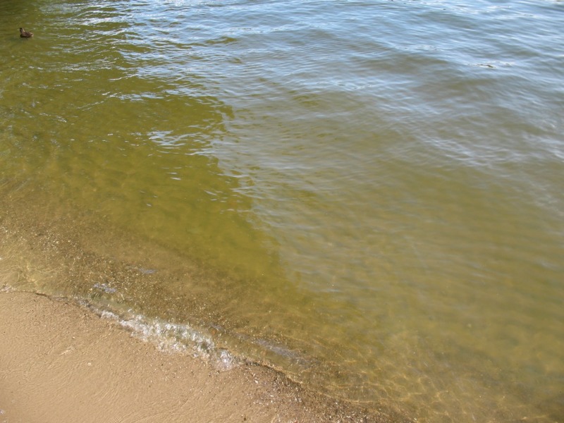 Gleichmäßig fein verteilte Cyanobakterien im Langen See