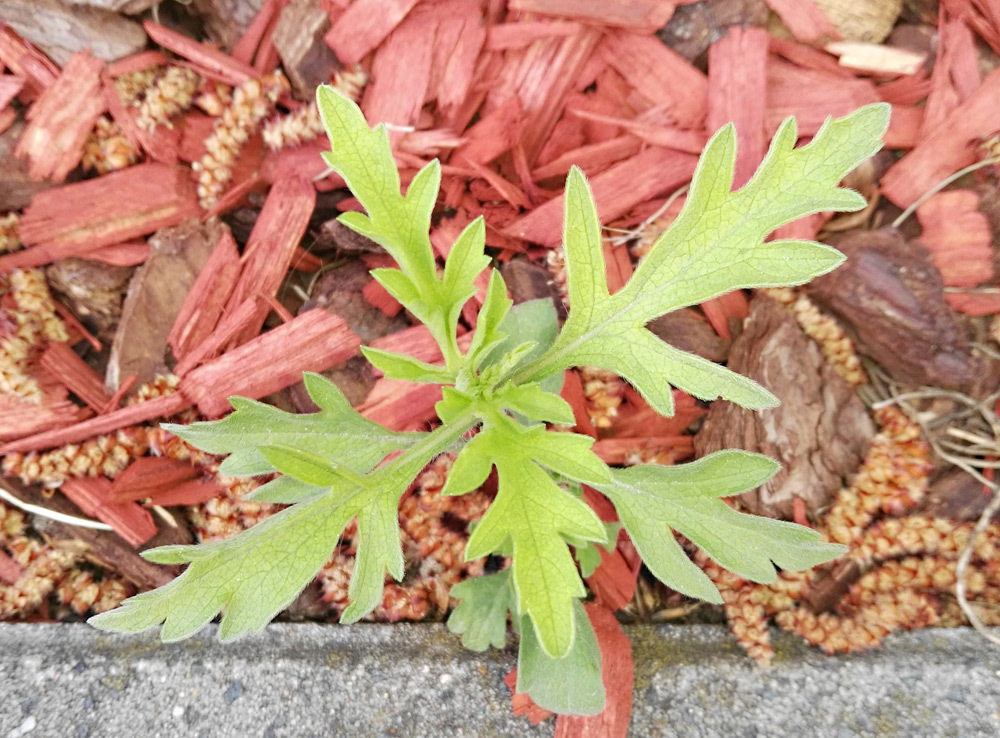 Junge Ambrosiapflanze auf Mulch