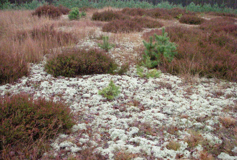 Rentierflechten (Cladonia spec.) auf einer Heidefläche im Grunewald