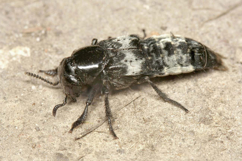 Der Kurzflügelkäfer Creophilus maxillosus (LINNÉ, 1758) gehört zu den größten und auffälligsten Arten in Berlin und ist im Gegensatz zu einigen näheren Verwandten noch ungefährdet.