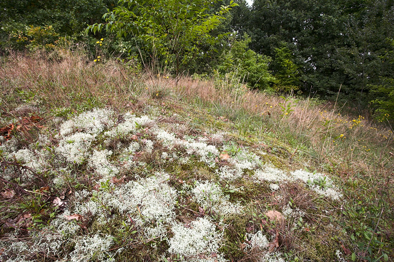 Echte Rentierflechte (Cladonia rangiferina) auf dem Windmühlenberg