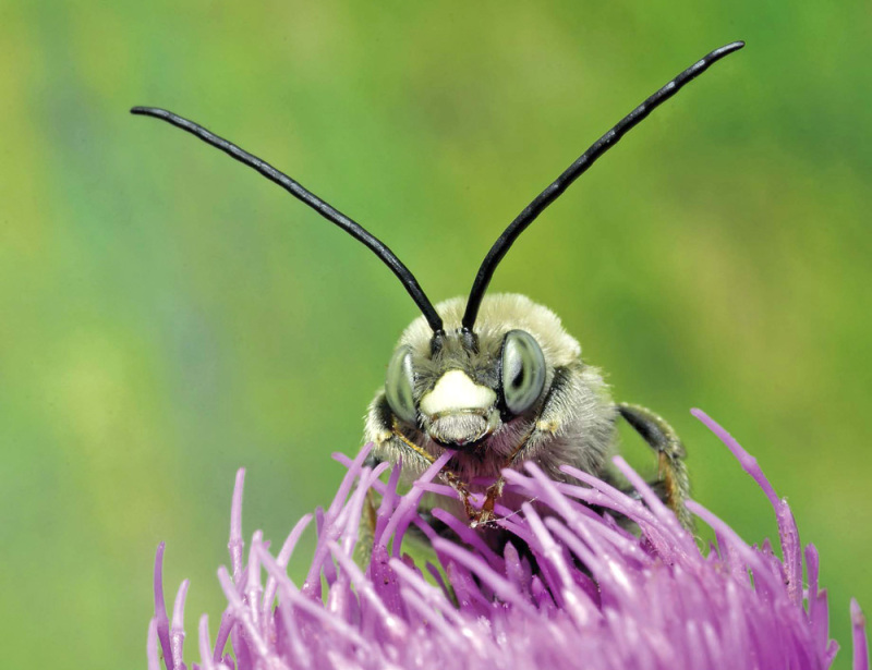 Hinter den dicht stehenden Stängeln einer lilafarbenen Blüte ragt der Kopf einer Wildbiene auf. Gegen das unscharfe Grün des Hintergrundes zeichnen sich dunkel ihre zwei langen, gegliederten Fühler ab. Diese sitzen auf ihrem pelzigen hellbraunen Kopf. Flankiert werden sie durch die großen Facettenaugen der Biene. Der hell abgesetzte Kopfschild unter dem Fühleransatz mündet in die hervorstehenden Mundwerkzeuge.