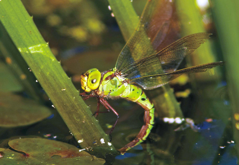 Die Nahaufnahme einer weiblichen Grünen Mosaikjungfer, sie sitzt an einem Seerosenstängel. Die Libelle kann knapp acht Zentimeter lang werden und erreicht eine Flügelspannweite bis etwa neun Zentimeter. Der sich zum Hinterleib verjüngende Körper ist hellgrün, der langgestreckte gegliederte Hinterleib ist unten braun und oben grün mit braunen Flecken. Die großen Facettenaugen sind gelblich-grün. Ein dichtes Netzwerk von Flügeladern durchzieht die filigranen, transparenten Vorder- und Hinterflügel.