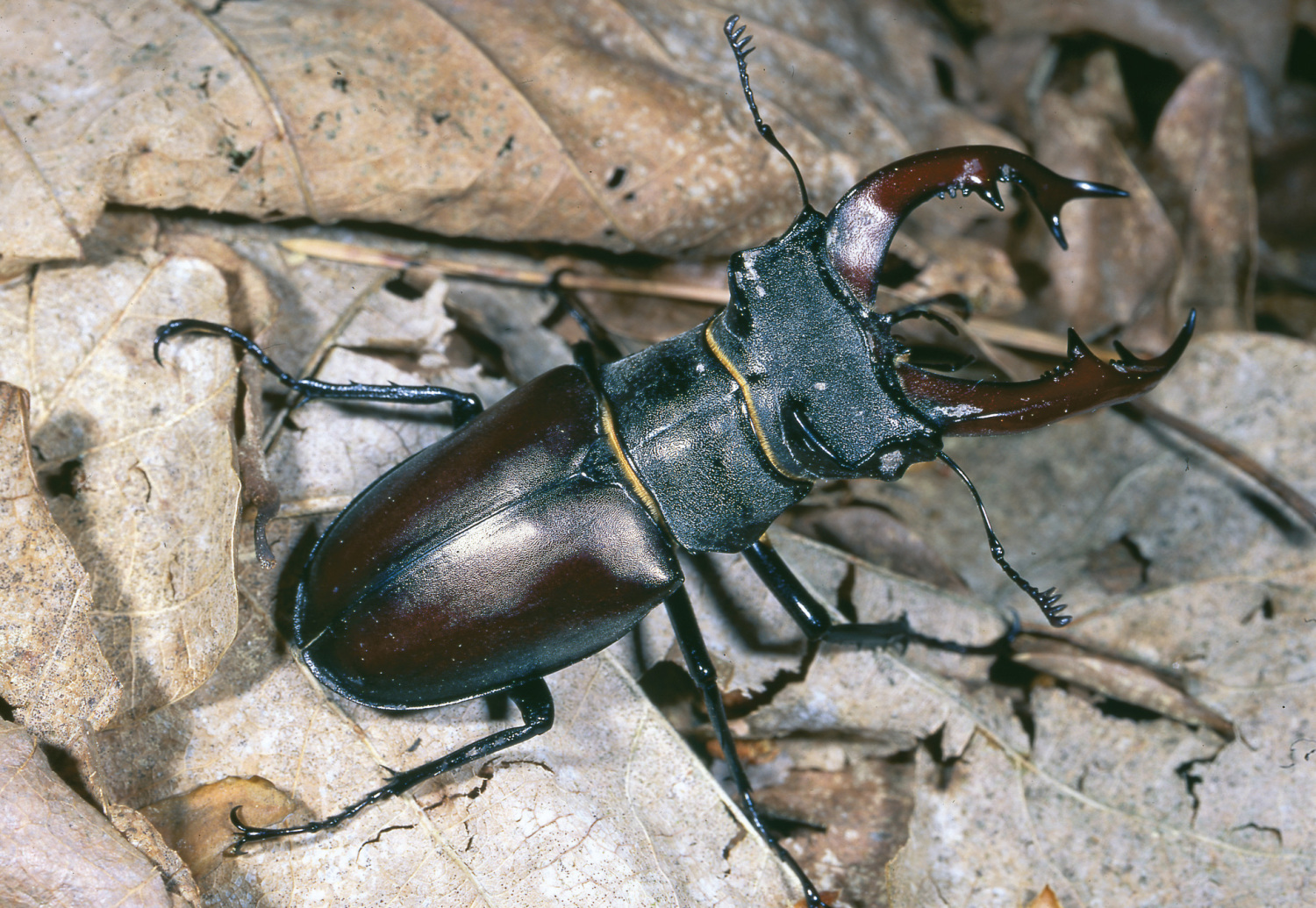 Der Hirschkäfer (Lucanus cervus) ist die größte heimische Käferart.