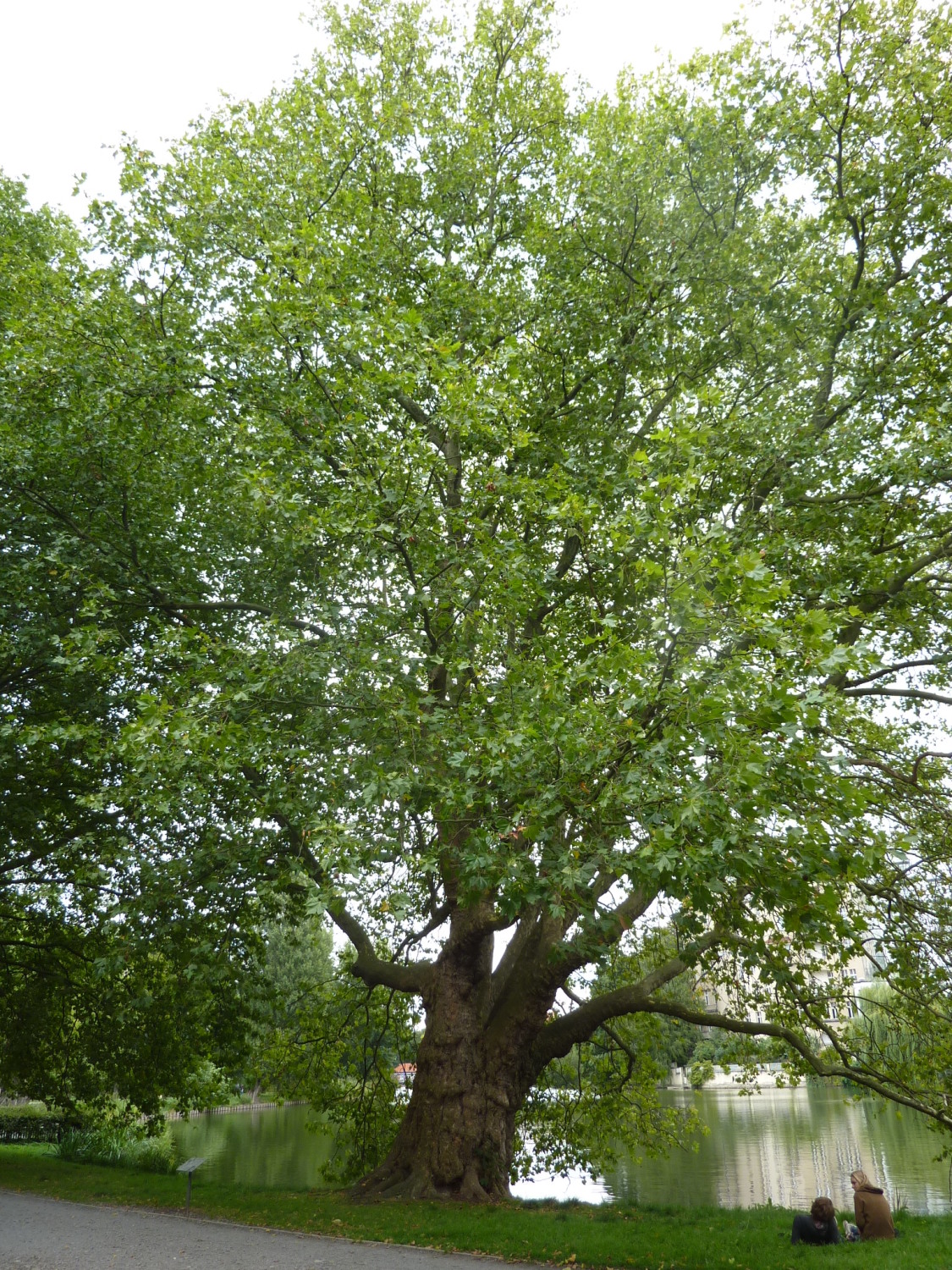 Platane (Platanus acerifolia) in Charlottenburg Wilmersdorf