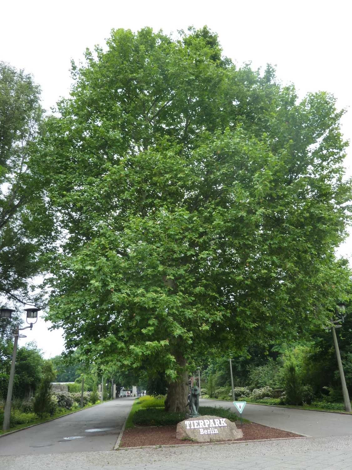 Platane (Platanus acerifolia) im Bezirk Lichtenberg
