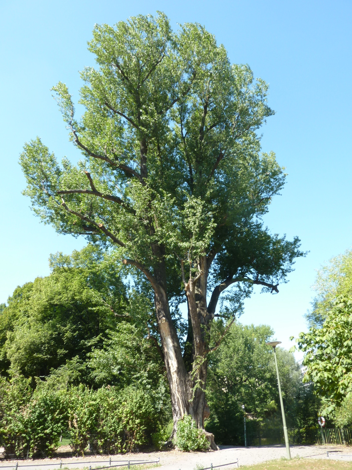Schwarzpappel (Populus nigra) in Pankow