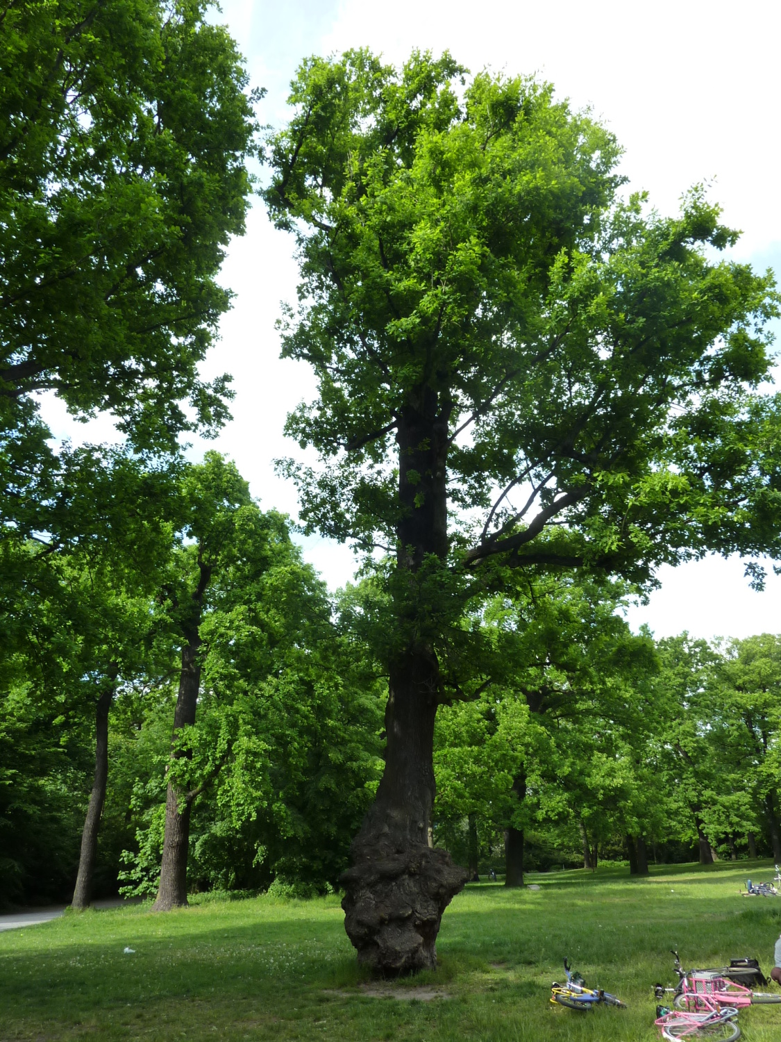 Stieleiche (Quercus robur) im Bezirk Neukölln