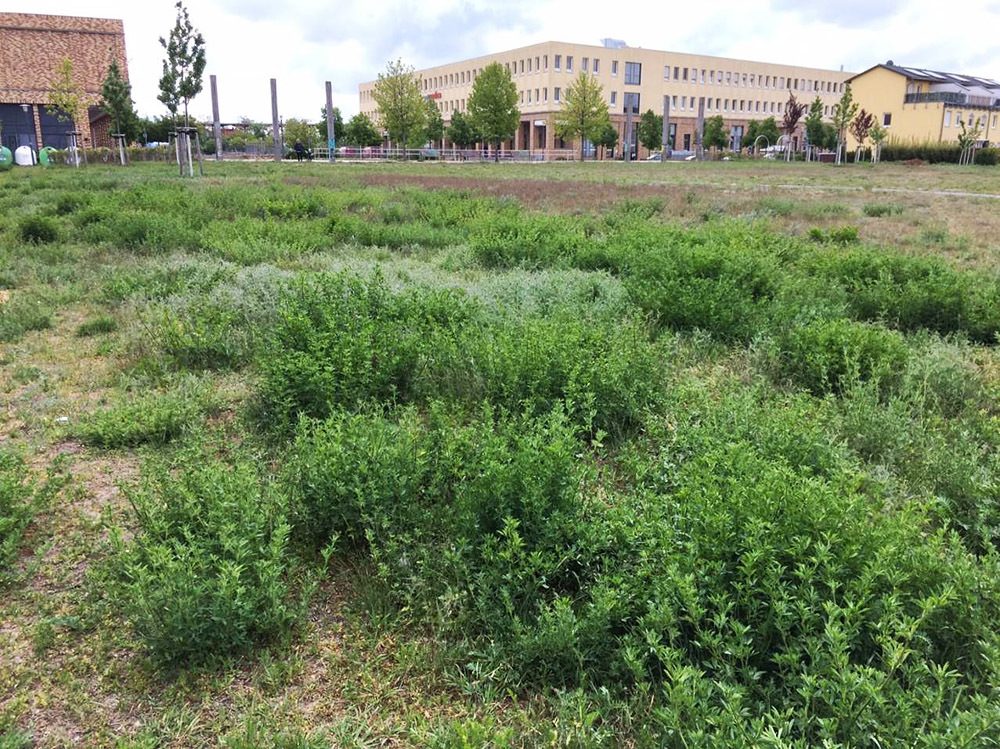 Stadtgarten Biesdorf im Mai 2019: Wiesenfläche
