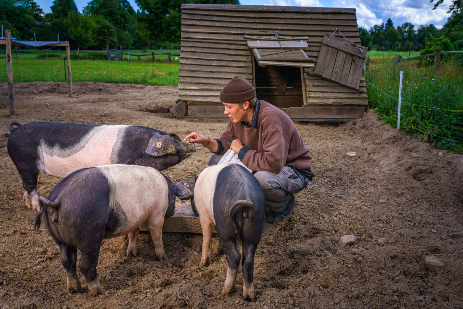 Ein Mitarbeiter füttert Schweine