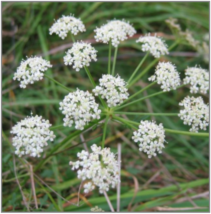 Berg-Harstrang (Peucedanum oreoselinum)