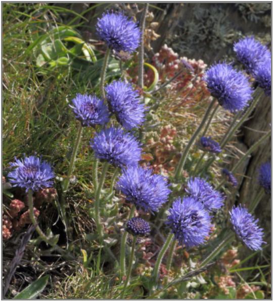 Berg-Sandglöckchen, Berg-Jasione, Schafrapunzel (Jasione montana)